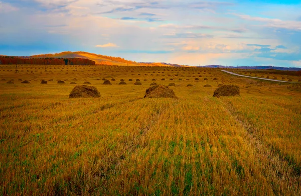 Autumn field with the harvested hay — Stok fotoğraf