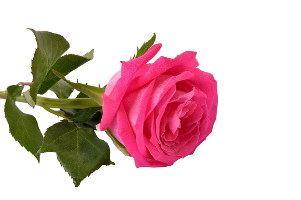 Rose on a white background — Stock Photo, Image