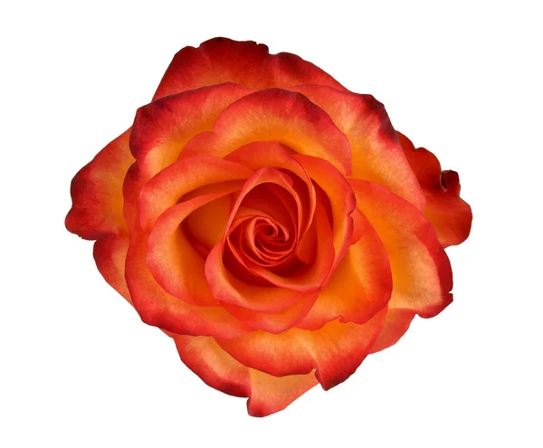 Orange Rose auf weißem Hintergrund — Stockfoto