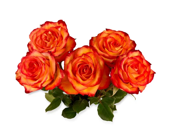 Bouquet of roses on a white background — Stock Photo, Image