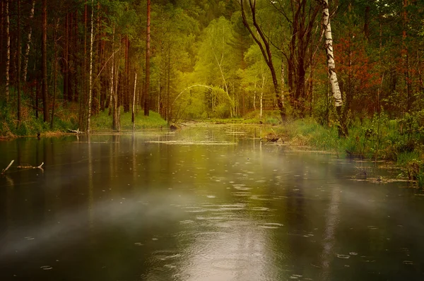 Forêt de fées — Photo