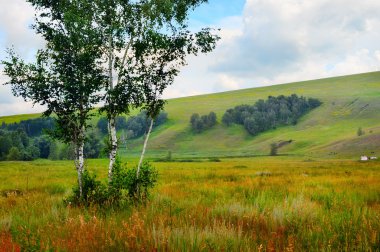 Tepelerin bir arka plan alanında huş ağacı 