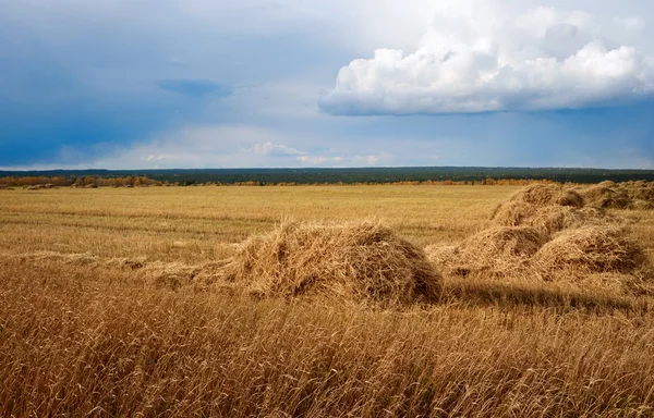 Hay field with a beveled — Stock Photo, Image