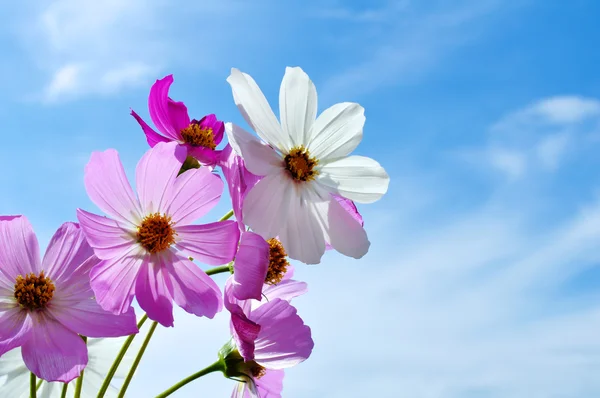 Flores contra o céu — Fotografia de Stock