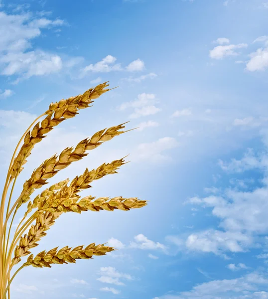 Gökyüzü arka planında buğday kulakları — Stok fotoğraf