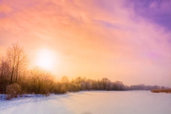 Winter forest landscape