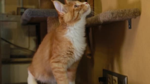 家でおもちゃの羽で遊ぶ面白い好奇心旺盛な若い赤と白のメインコーン子猫猫。コーン・キャット、メイン・キャット、メイン・シャグ。素晴らしいペットペット — ストック動画