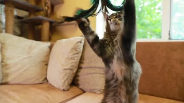 Engraçado Curioso Jovem Prata Maine Coon Gatinho Gatinho Jogando Com penas de brinquedo Em Casa Sofá. Coon Cat, Maine Cat, Maine Shag em casa. Animais de estimação incríveis Pet — Vídeo de Stock
