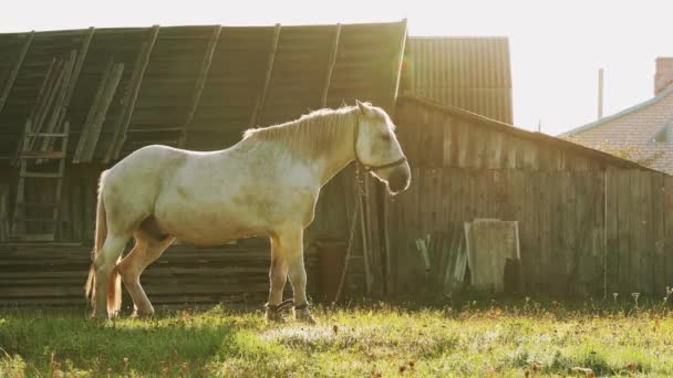 Белая Лошадь пасущаяся на пастбище возле старого дома двор в солнечное утро. Лошадь отдыхает в свежей зеленой траве. Утренний солнечный свет — стоковое видео