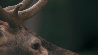 Erkek Avrupalı Kızıl Geyik ya da Cervus Elaphus Rut sırasında kükrer. Kızıl Geyik Avrupa 'nın çoğunda, Kafkasya Dağları Bölgesi' nde, Asya 'nın bazı bölgelerinde yaşar. Sonbahar Ormanında Erkek Geyik Kükremesi