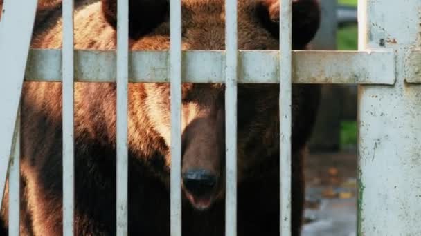 Europejski Eurazjatycki brązowy rosyjski niedźwiedź Ursus Arctos Arctos w klatce w zoo. — Wideo stockowe