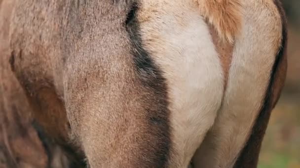 Volver Ciervo Rojo Europeo O Cervus Elaphus Durante Rut. Ciervo rojo habita la mayor parte de Europa, región de las montañas del Cáucaso, partes de Asia. Ciervo macho rugiendo en bosque de otoño — Vídeo de stock