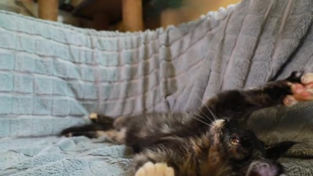 面白い好奇心が強い若い赤と黒メインコーン子猫猫はホームソファでおもちゃの羽で遊ぶ。コーン・キャット、メイン・キャット、メイン・シャグ。素晴らしいペットペット — ストック動画