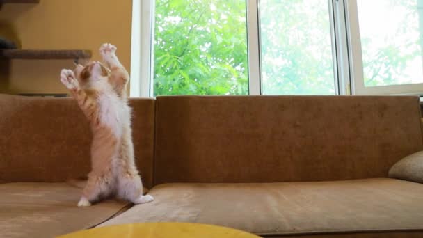 面白い好奇心が強い若い赤と白メインコーン子猫猫はホームソファでおもちゃの羽で遊ぶ。コーン・キャット、メイン・キャット、メイン・シャグ。素晴らしいペットペット。コピースペース — ストック動画