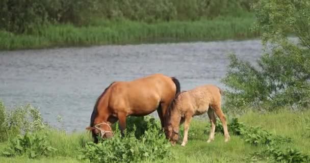 Set vorhanden. Erwachsene braune Pferde und junge Fohlen, die im Frühling oder Sommer auf der grünen Wiese in Flussnähe grasen — Stockvideo