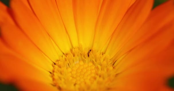 Συλλογή σετ πορτοκαλί λουλούδια της καλέντουλας Officinalis. Φαρμακευτικό φυτό — Αρχείο Βίντεο