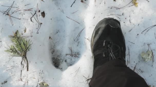 На сніговій стежці написано відбиток лісового шляху. Порівняння з розмірами ноги людини. Лось на лісовому ґрунті в зимовий сезон. Білорусь або європейська частина Росії — стокове відео