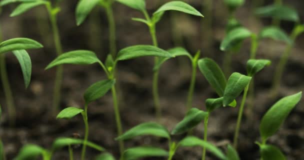 Πολλά μικρά βιολογικά φυτά πιπεριού που αναπτύσσονται σε φυτείες στον κήπο την ανοιξιάτικη περίοδο. Πράσινα βλαστάρια με φύλλα που μεγαλώνουν από το έδαφος. Άνοιξη, έννοια της νέας ζωής. Γεωργική περίοδος — Αρχείο Βίντεο