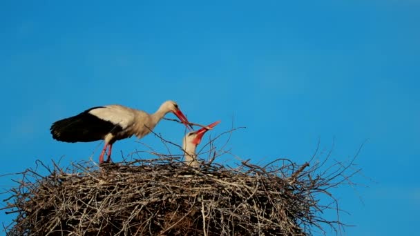 Vuxen europeisk vit stork - Ciconia Ciconia - Sitter i häckar i soliga Vår i Europa. Vitryssland, Vitrysslands natur. Storken får ordning på saker och ting i bo — Stockvideo