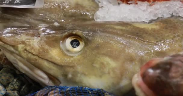 Délicieux poisson frais cru sur glace au magasin du marché. Gros poisson sur la glace — Video