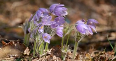 Beyaz Rusya. Güzel Vahşi Bahar Çiçekleri Pulsatilla Patens. Avrupa, Rusya, Moğolistan, Çin, Kanada ve Amerika Birleşik Devletleri 'ne özgü Ranunculaceae Ailesi' nde Çiçek açan Çiçek Bitkisi
