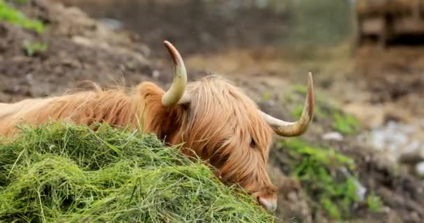 Гірські корови пасуться на літньому вогнищі. Шотландська ящірка Вирощується в літній день. Закриття — стокове відео