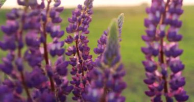 Gün batımında çayırdaki çayırda vahşi çiçeklerden oluşan Lupine çalısı. Lupinus, yaygın olarak Lupin ya da Lupine olarak bilinen, baklagiller (Fabaceae) familyasından çiçek açan bir bitki cinsidir.