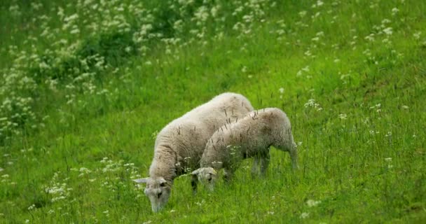 ノルウェーだ。ノルウェーの牧草地で放牧されている国内羊。羊は緑の牧草地で新鮮な春草を食べる。羊の養殖。4K — ストック動画