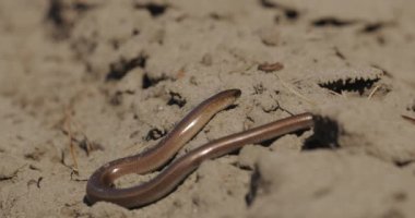 Anguis Fragilis, Avrasya 'ya özgü bacaksız bir sürüngendir. Sağır Engerek, Slowworm, Kör Solucan, Uzun Sakat. Bu bacaksız kertenkelelere bazen 