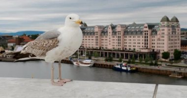 Oslo, Norveç. Beyaz Şapkalı Martı Arkaplanda Görünüm Platformu Oslo Şehir Manzarası Skyline