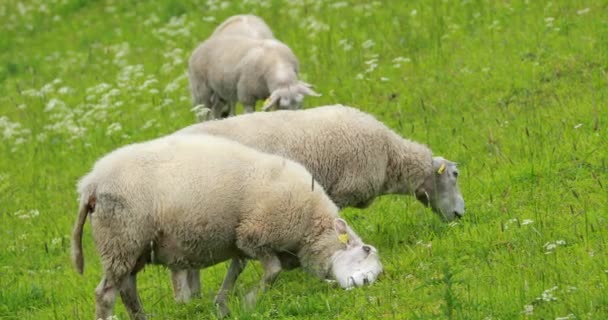 Norwegia. Domba Domestik penggembalaan di padang rumput Norwegia Hilly. Sheep Eating Fresh Spring Grass In Green Meadow (dalam bahasa Inggris). Pertanian Domba — Stok Video
