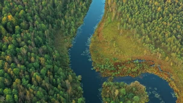 Domzheritsy, Vitebsk Bölgesi, Belarus. Buzyanka Nehri. Yaz Kıvrımlı Nehir Manzarası Sonbahar Akşamı. Yaz mevsiminde Yüksek Tavır 'dan Güzel Avrupa Doğasına En İyi Bakış — Stok video