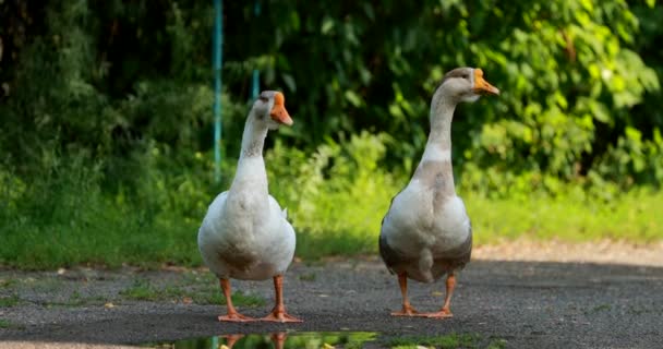 Dwie gęsi z białej farmy spacerujące po farmie na wsi — Wideo stockowe