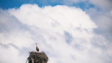 Yetişkin Avrupalı Beyaz Leylek - Ağustos Böceği - Güneşli Bahar Gününde Yuvada Oturuyor. Beyaz Rusya, Beyaz Rusya doğası. Leylek Yuvasında