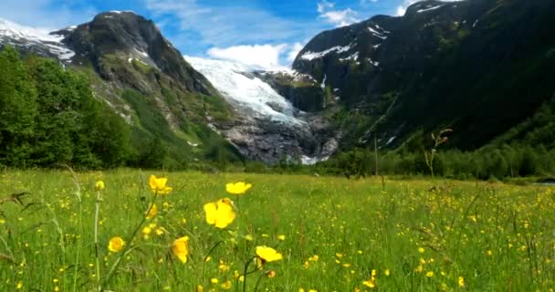 Parque Nacional Jostedalsbreen, Condado de Sogn Og Fjordane, Noruega. Flores silvestres que florecen cerca del glaciar Boyabreen en el soleado día de primavera. Famoso hito noruego y destino popular — Vídeos de Stock