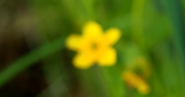 Caltha Palustris, conocida como Marsh-marigold y Kingcup, es una planta herbácea perenne de la familia Buttercup, nativa de pantanos, pantanos, zanjas y bosques húmedos. Belarús, Naturaleza bielorrusa — Vídeos de Stock