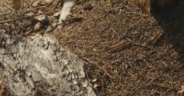 Vörös erdő hangyák - Formica Rufa - A régi fa csomagtartó. Macro Photo, Big Anthill Close Up, Antillákon mozgó hangyák. A Vörös Hangya kolónia háttere — Stock videók