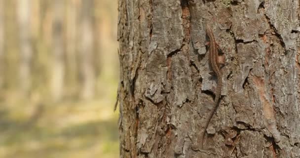 Viviparous ödla eller vanlig ödla sitter springande på träd stam i skogen — Stockvideo