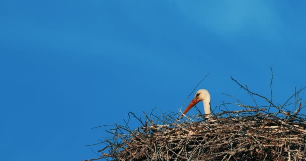 Dospělý evropský čáp bílý - Ciconia Ciconia - Sedící v hnízdě na slunném jaru Evropy. Bělorusko, běloruská příroda — Stock video