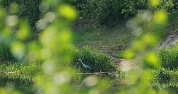 Szürke Heron madár áll a folyó partján. Fehéroroszország, nyári fehérorosz természet. Tavacska tavacska a tavaszi szezonban. Fehérorosz állatvilág — Stock videók
