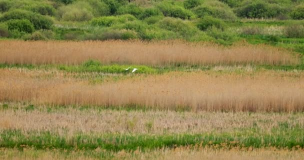 Πανίδα της Λευκορωσίας. Δύο μεγάλα Egret ή Ardea Alba, επίσης γνωστή ως η κοινή Egret, μεγάλο egret, ή μεγάλο λευκό egret ή μεγάλο λευκό Heron πουλιά που πετούν κοντά στη λίμνη του ποταμού Pond την άνοιξη — Αρχείο Βίντεο