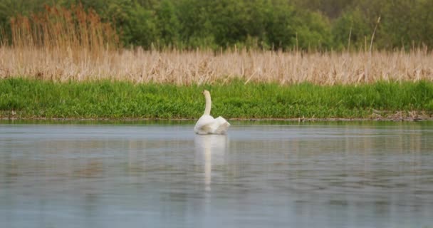 Fauna de Bielorrusia. Cisnes mudos blancos o Cygnus Olor nadando en el lago del estanque del río en temporada de primavera — Vídeo de stock