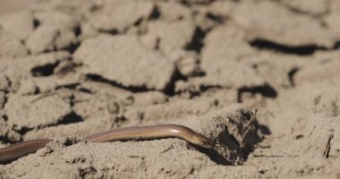 Anguis Fragilis, Avrasya 'ya özgü bacaksız bir sürüngendir. Sağır Engerek, Slowworm, Kör Solucan, Uzun Sakat. Bu bacaksız kertenkelelere bazen 