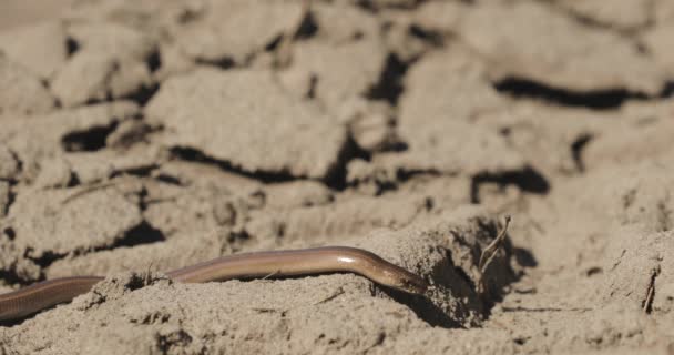 Anguis Fragilis é um réptil lagarto sem pernas nativo da Eurásia. Deaf Adder, Slowworm, Blindworm, Long-cripple. Estes Legless Lizard também são chamados às vezes Common Slow-worm. Bielorrússia — Vídeo de Stock