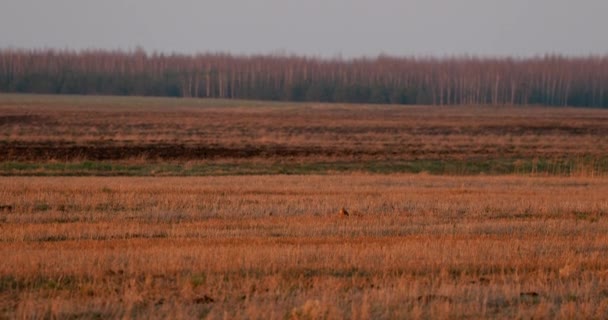 Hen Harrier Or Circus Cyaneus Wild Bird Sitting In Spring Field In Belarus. In Eurasia, Adult Male Is Sometimes Nicknamed The Grey Ghost — Stock Video