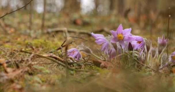 Piękne dzikie kwiaty wiosny Pulsatilla Patens. Kwiat kwitnienia roślin w Ranunculaceae rodziny, rdzennych do Europy, Rosji, Mongolii, Chin, Kanady i Stanów Zjednoczonych — Wideo stockowe