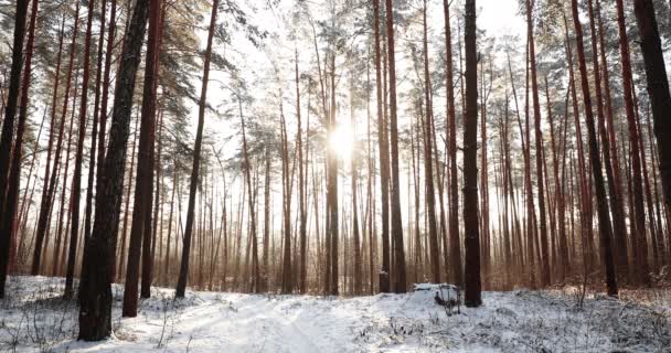冬の霜の日の4K美しい雪の白い森。冬の森の中で雪が降っていますスローモーション、スローモーション。雪の天気。日の出｜サンシャイン・イン・サニーウィンター・スノー針葉樹林 — ストック動画