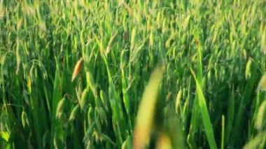 Tarımsal alanda yulafları kapatın. Yaz akşamları yulaflı kırsal alan. Panorama, Panoramik Manzara. Yaz Arkaplanı Pan