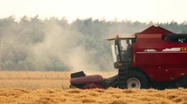 Gomel, Belarus - 30 Temmuz 2020: Biçici PALESSE GS 12 Sahada Çalışıyor. Yaz mevsiminde buğday hasadı. Tarım Makineleri Buğday Tohumu Topluyor