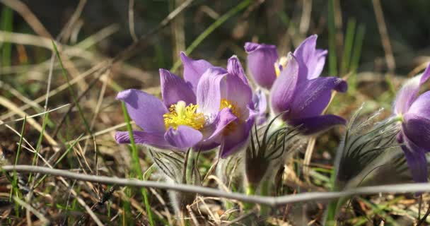 Wielokrotne strzały. Dzikie kwiaty wiosny Pulsatilla Patens. Kwiat roślin w Ranunculaceae rodziny, rdzennych do Europy, Rosji, Mongolii, Chin, Kanady i Stanów Zjednoczonych — Wideo stockowe